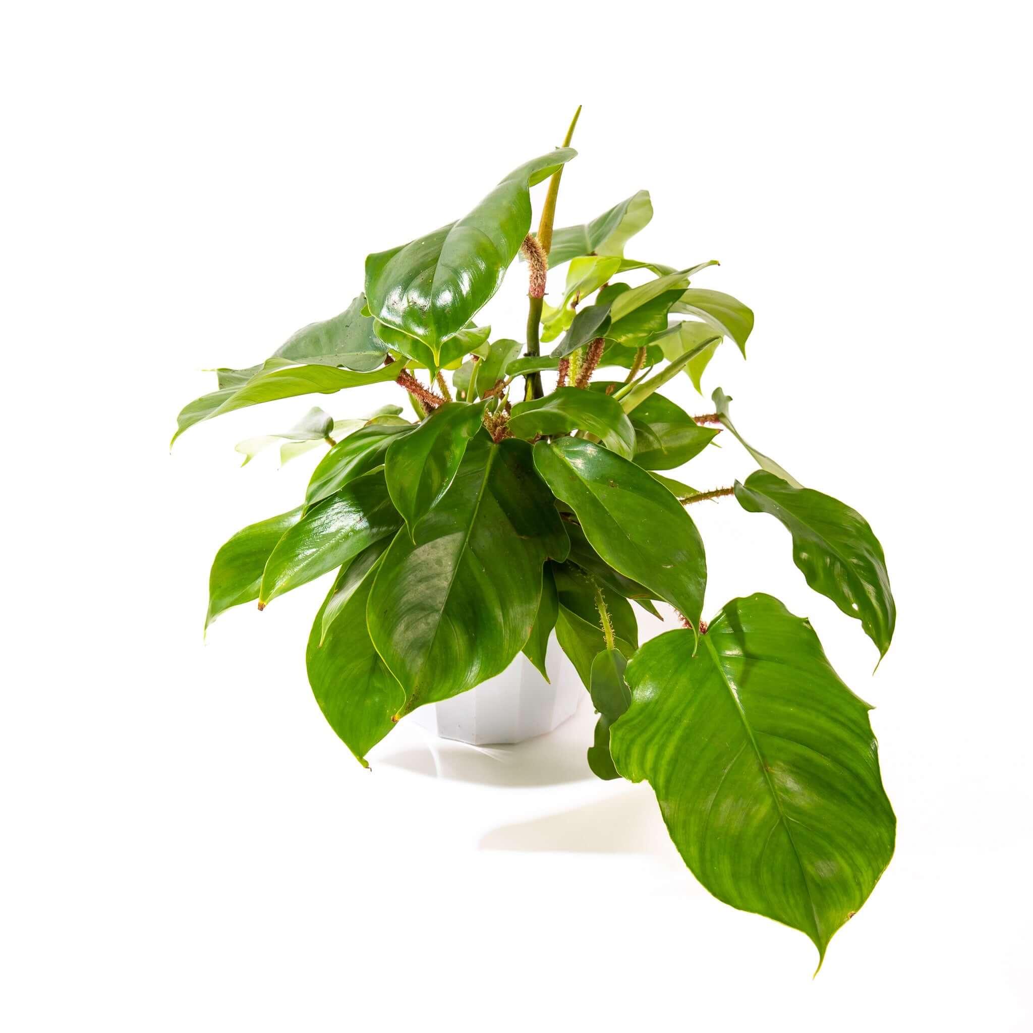 Buy Plants & Succulents Online - Green Fresh Florals + Plants