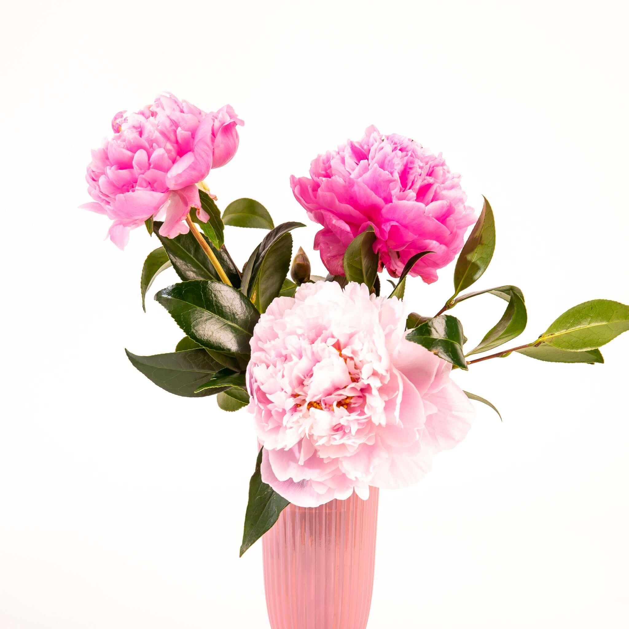 Peony Flower Collection - Green Fresh Florals + Plants