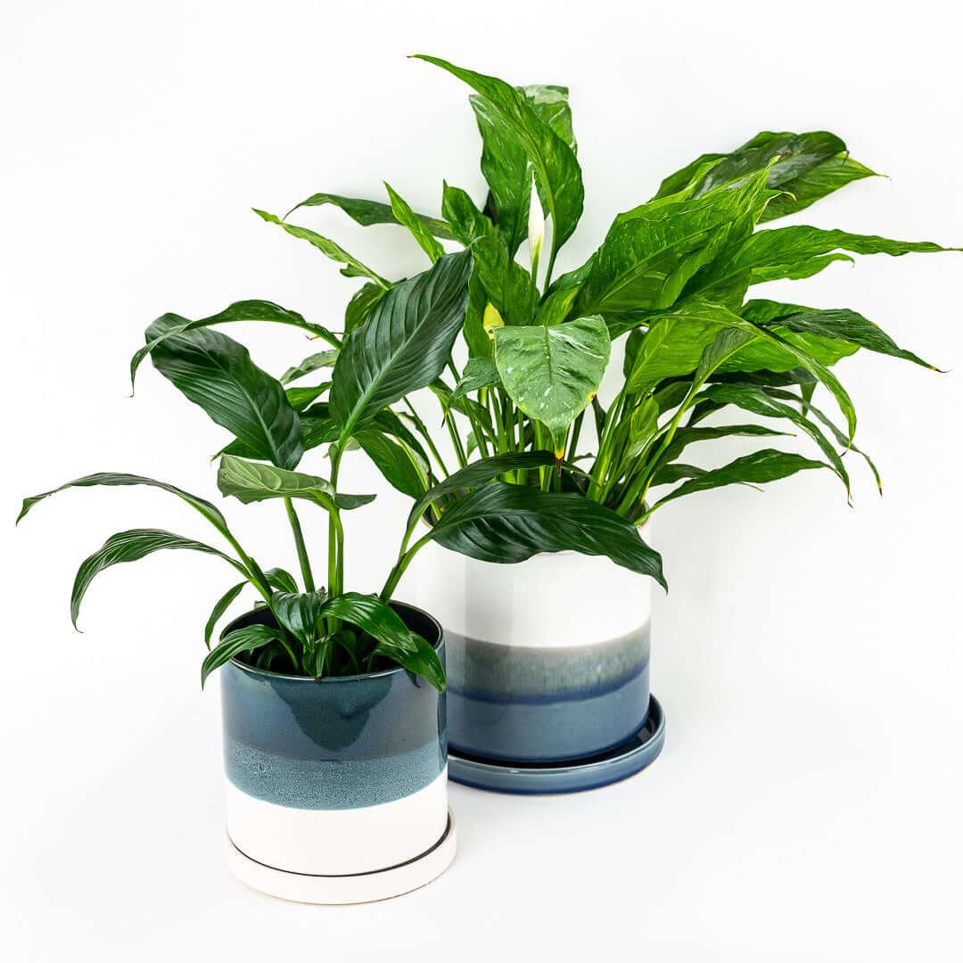 Pots + Planters Collection - Green Fresh Florals + Plants