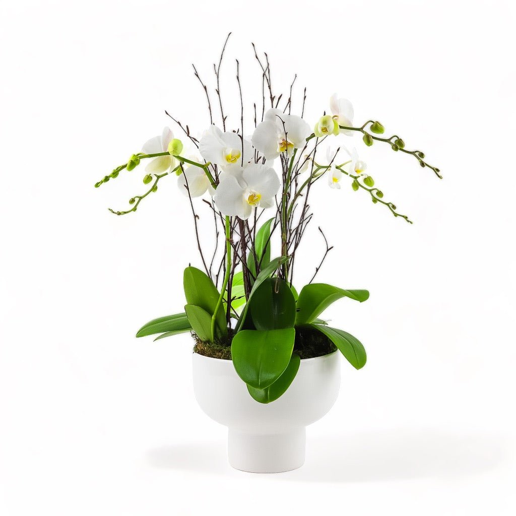 The Orchid Collection - Green Fresh Florals + Plants
