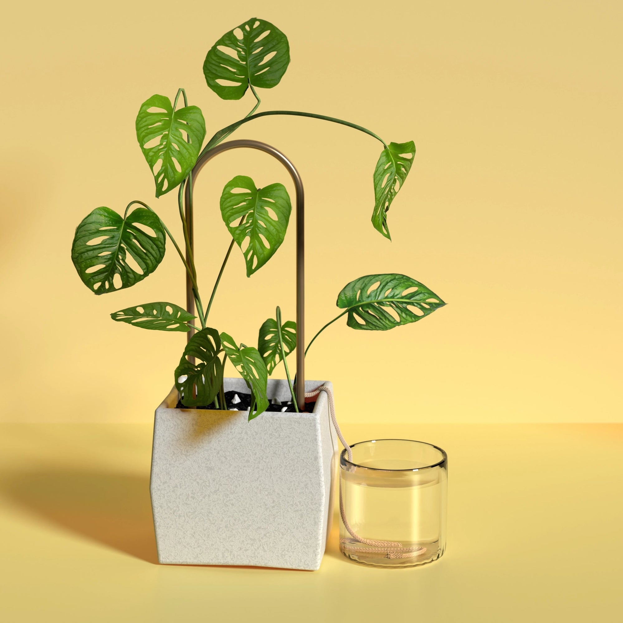 Self-Watering Plant Climber from Green Fresh Florals + Plants