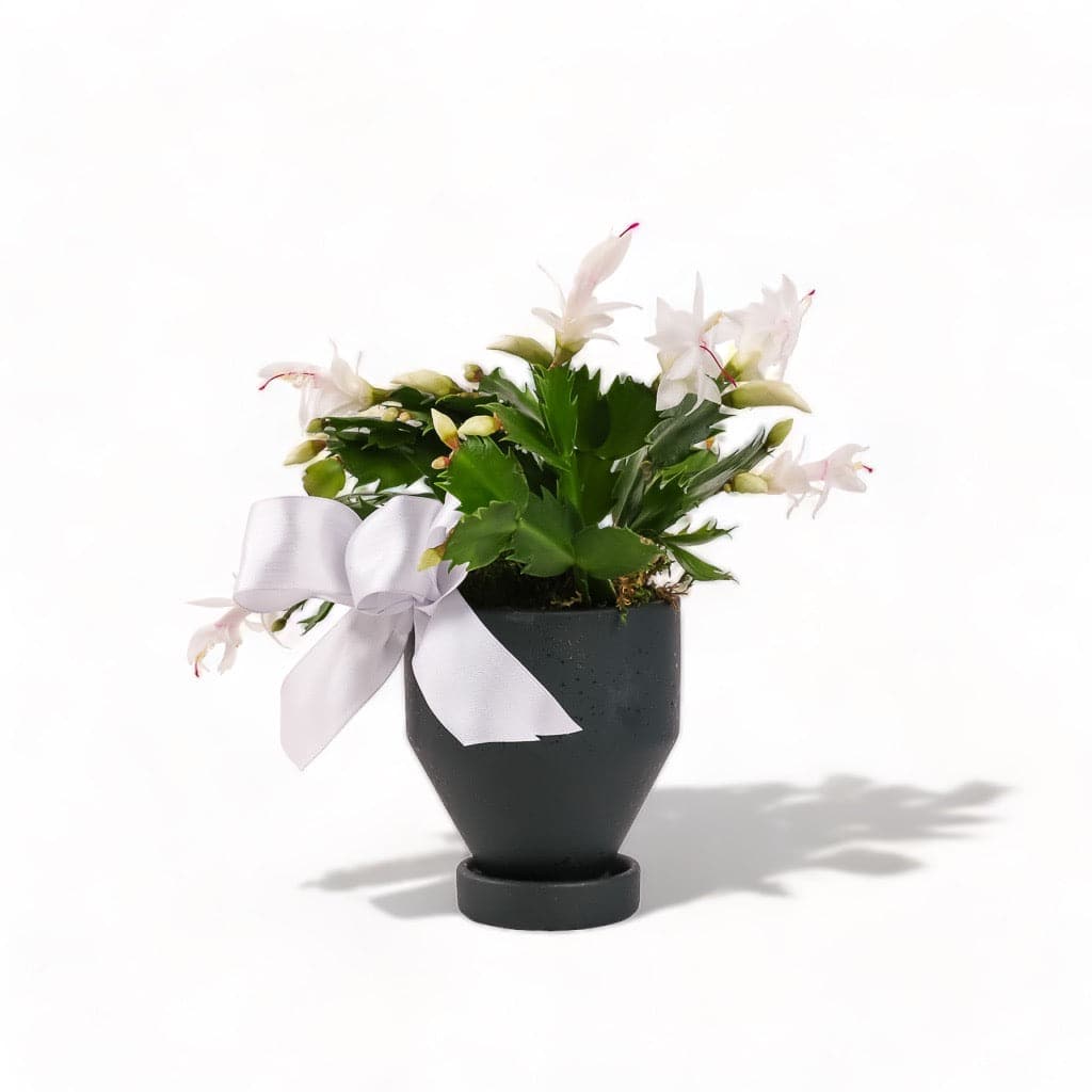 4&quot; Forest Green Jouvet Joy Christmas Cactus from Green Fresh Florals + Plants