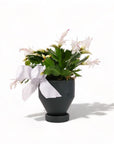 4" Forest Green Jouvet Joy Christmas Cactus from Green Fresh Florals + Plants
