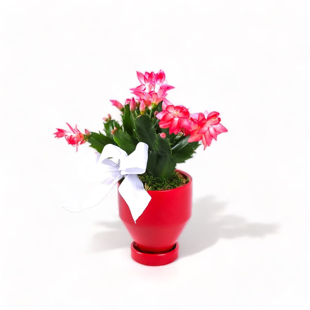 4&quot; Red Jouvet Joy Christmas Cactus from Green Fresh Florals + Plants