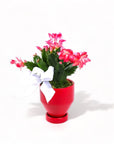 4" Red Jouvet Joy Christmas Cactus from Green Fresh Florals + Plants