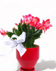 4" Red Jouvet Joy Christmas Cactus from Green Fresh Florals + Plants