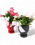 4" Red and 4" Forest Green Jouvet Joy Christmas Cactus from Green Fresh Florals + Plants