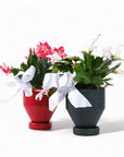 4" Red and 4" Forest Green Jouvet Joy Christmas Cactus from Green Fresh Florals + Plants