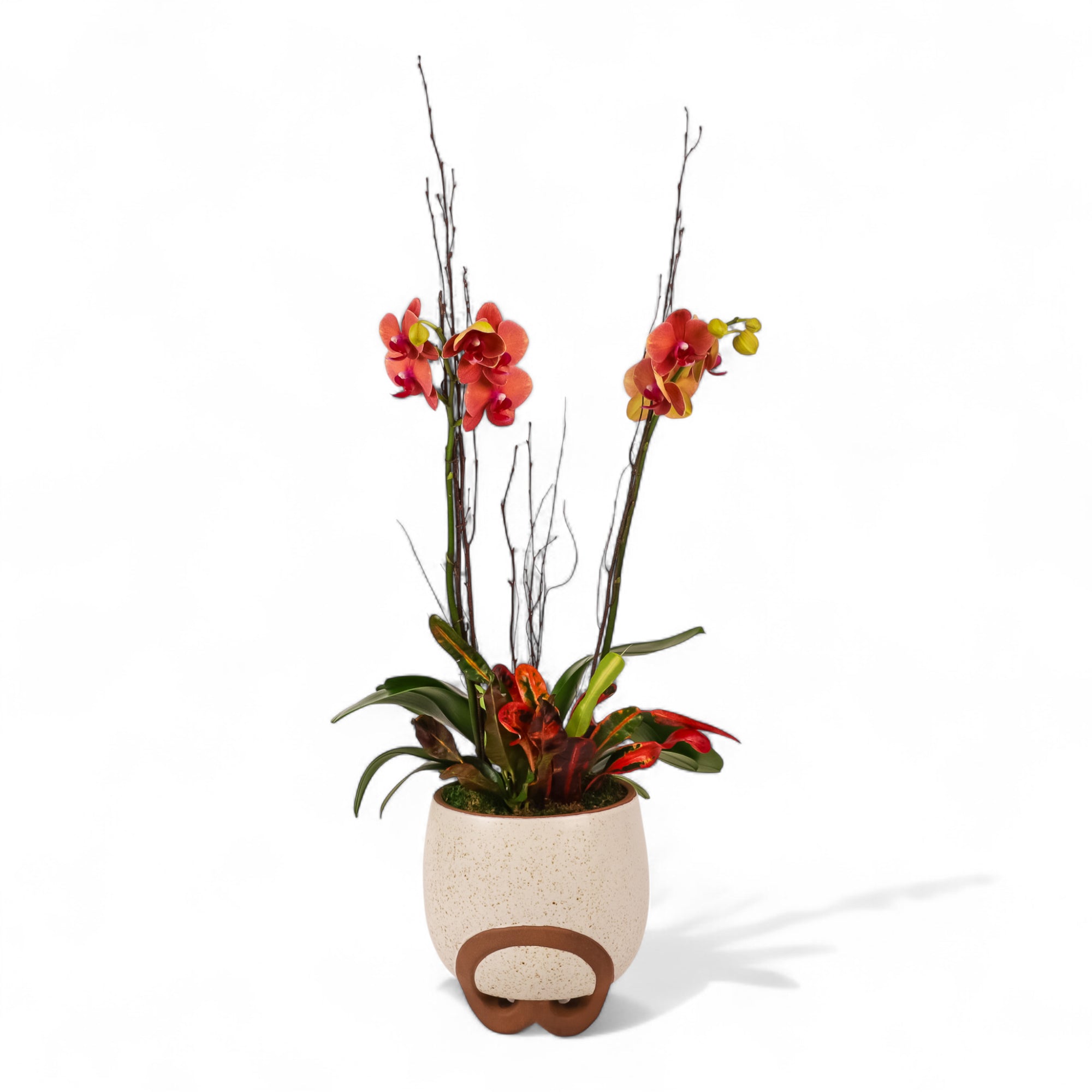 Autumn Orchid Planting from Green Fresh Florals + Plants