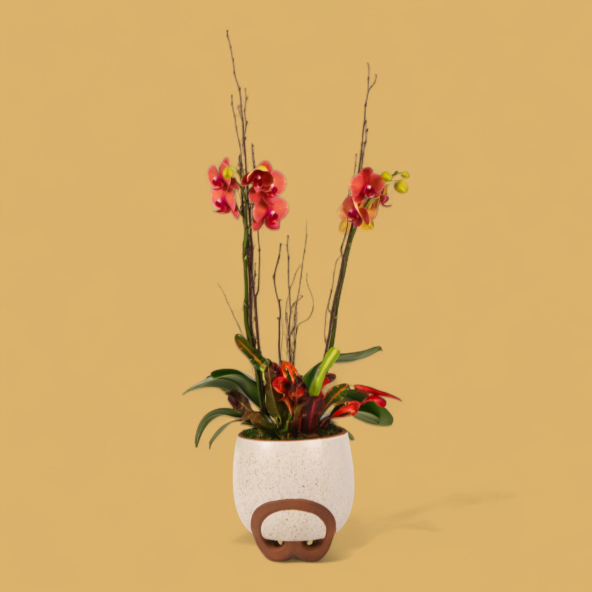 Autumn Orchid Planting from Green Fresh Florals + Plants