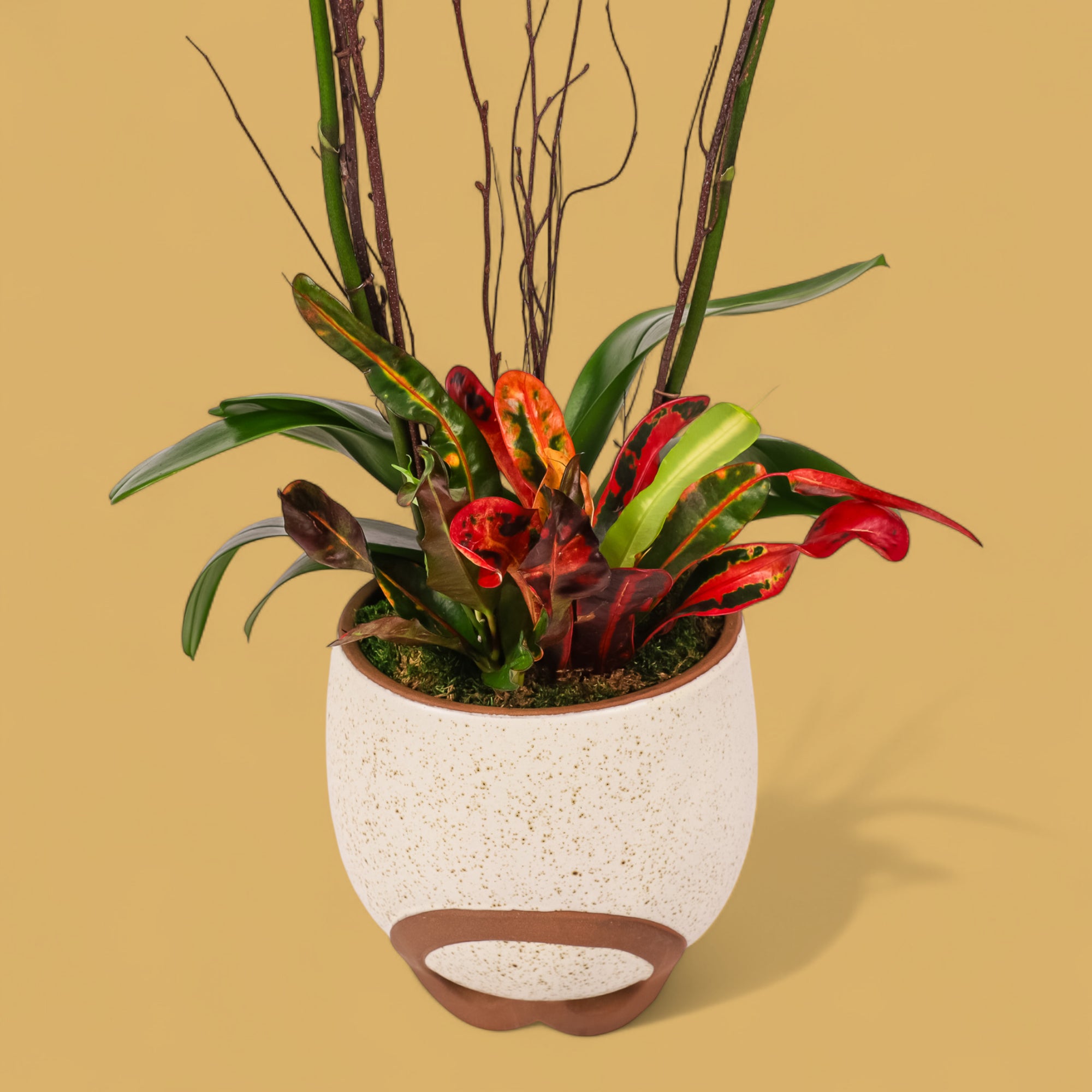 Autumn Orchid Planting from Green Fresh Florals + Plants