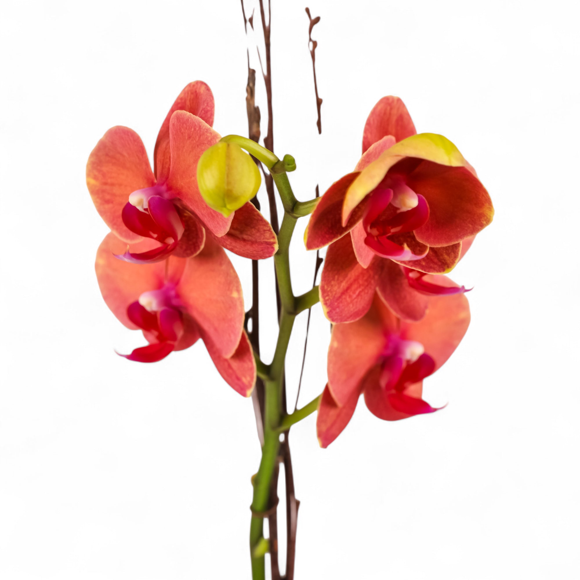 Red and pink orchids on a white background