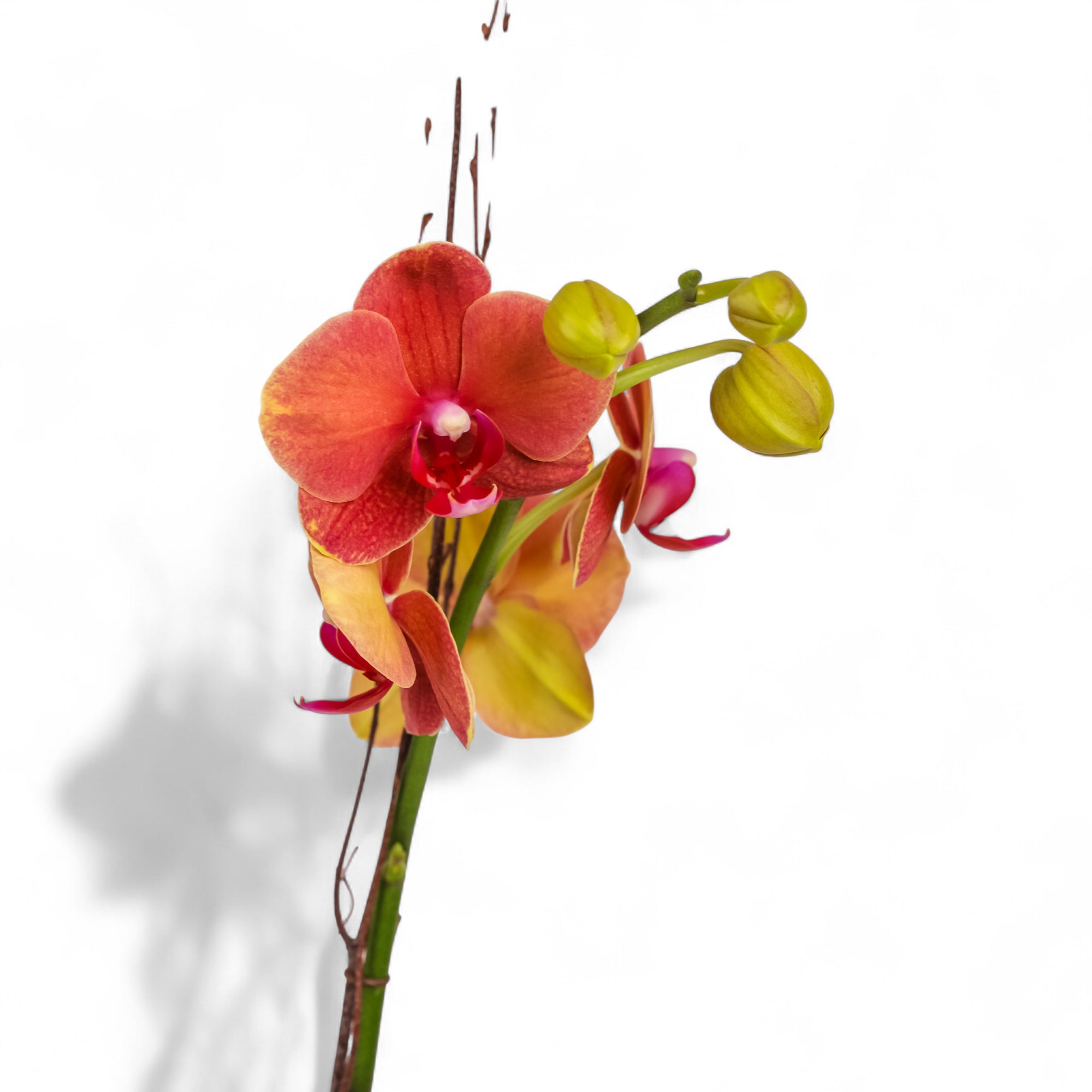 Autumn Orchid Planting from Green Fresh Florals + Plants