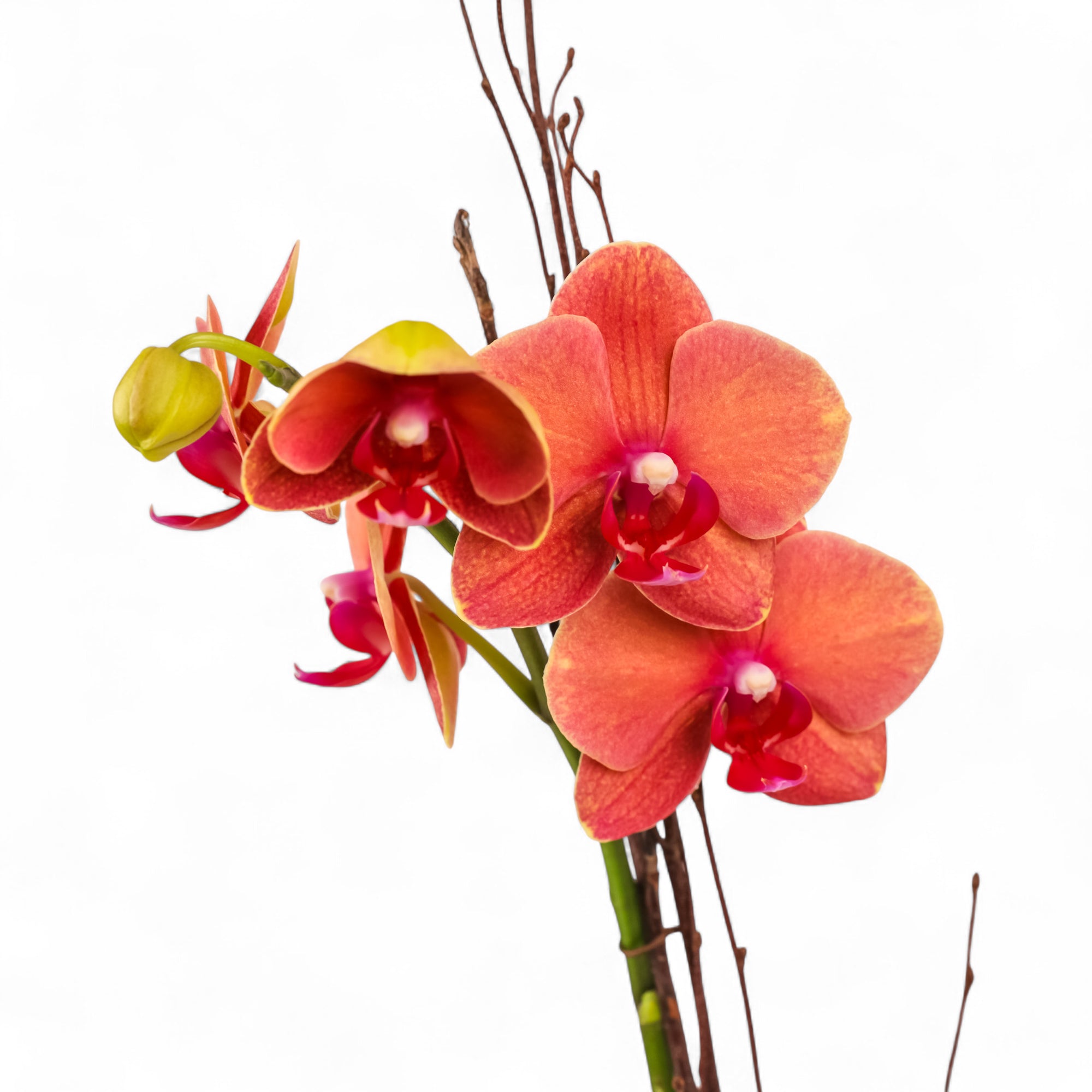 Autumn Orchid Planting from Green Fresh Florals + Plants