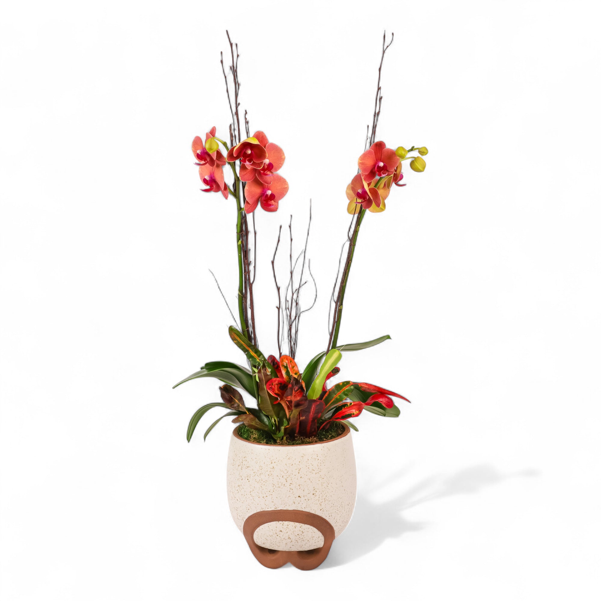 Autumn Orchid Planting from Green Fresh Florals + Plants