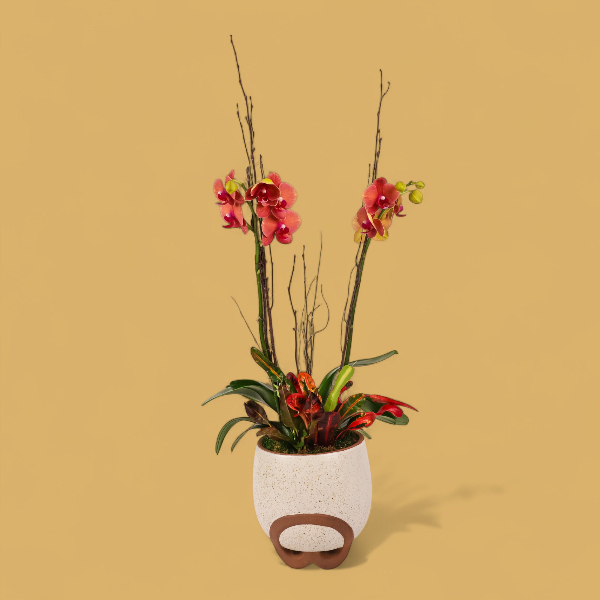 Autumn Orchid Planting from Green Fresh Florals + Plants