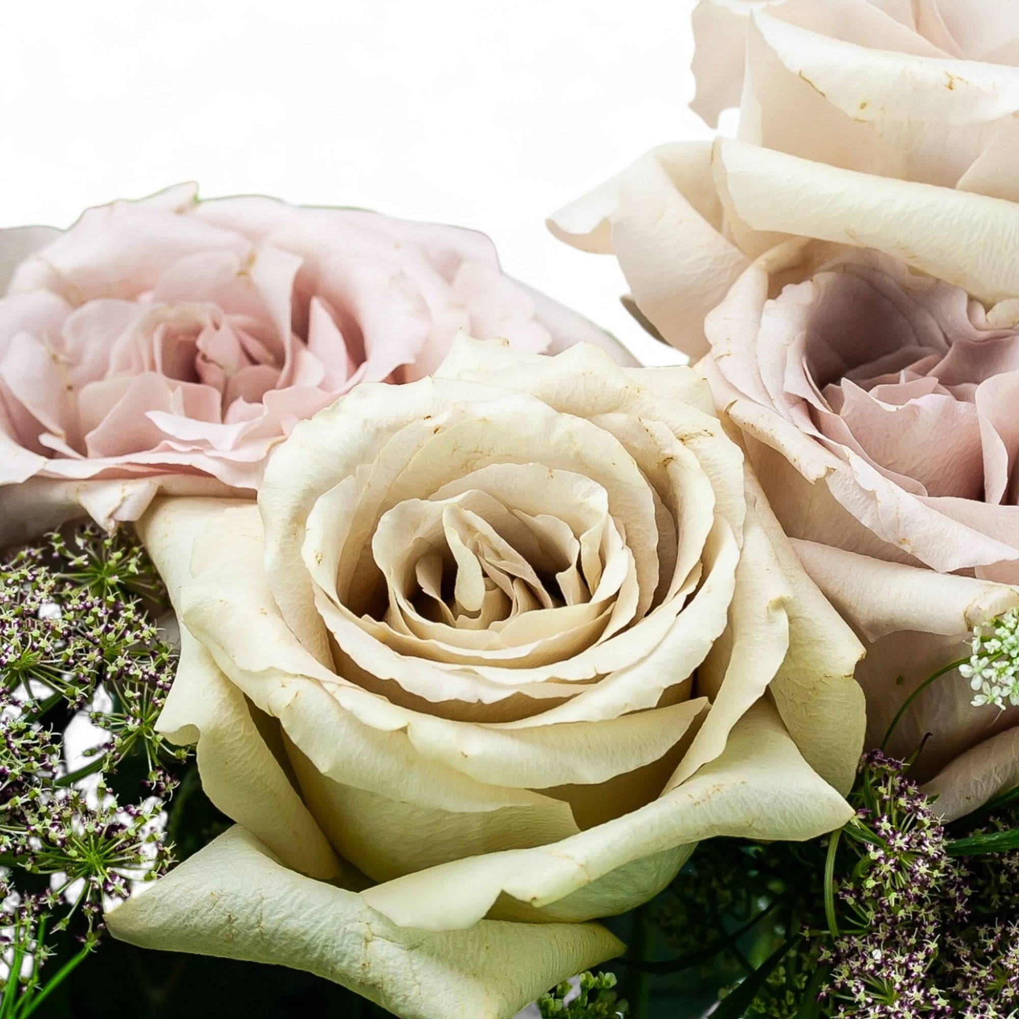 Blush Long Stem Roses from Green Fresh Florals + Plants