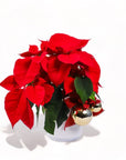 Classic Holiday Poinsettia Planting
