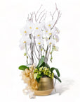 Golden Elegance Orchid Pairing