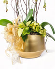 Deluxe Elegance Orchid Pairing from Green Fresh Florals + Plants