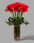 Elegant Amaryllis Designer Floral