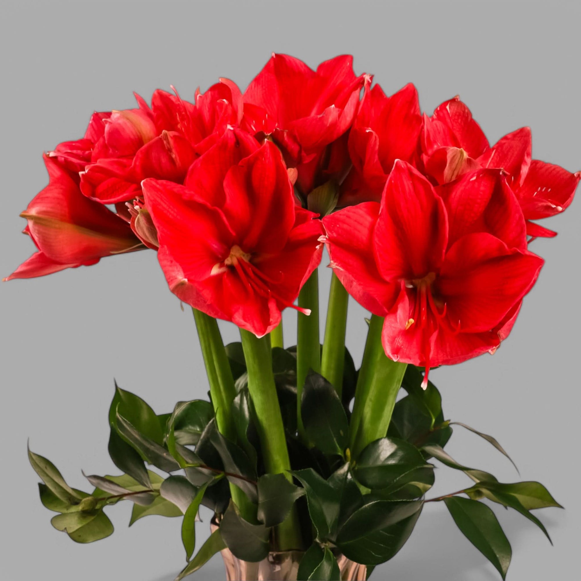 Elegant Amaryllis Designer Floral