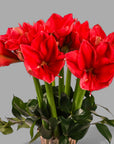 Elegant Amaryllis Designer Floral