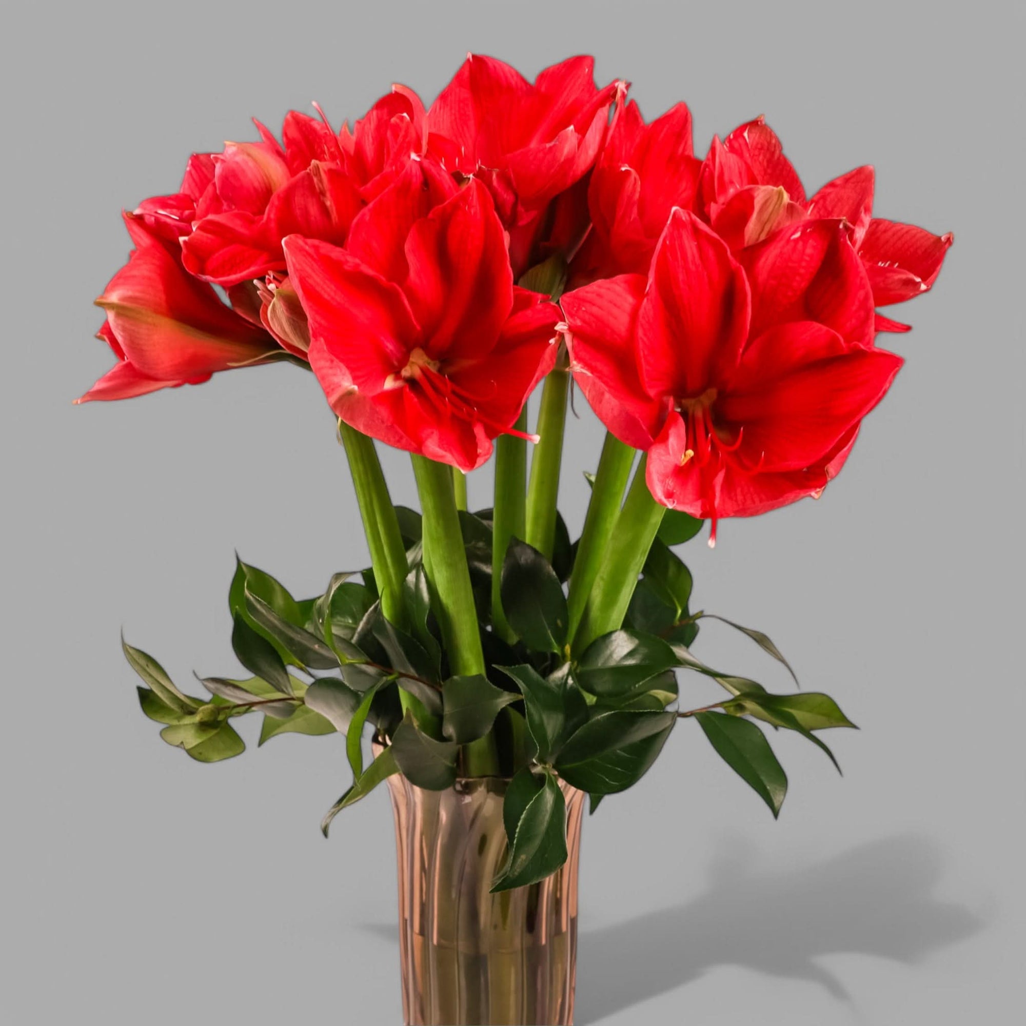 Elegant Amaryllis Designer Floral