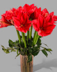 Elegant Amaryllis Designer Floral