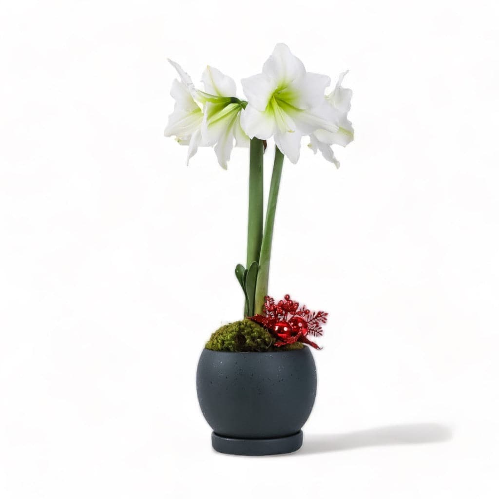 White Amaryllis in Forest Green Bolle Bowl from Green Fresh Florals + Plants