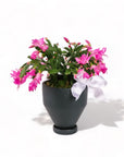 Forest Green Jouvet Joy Christmas Cactus from Green Fresh Florals + Plants