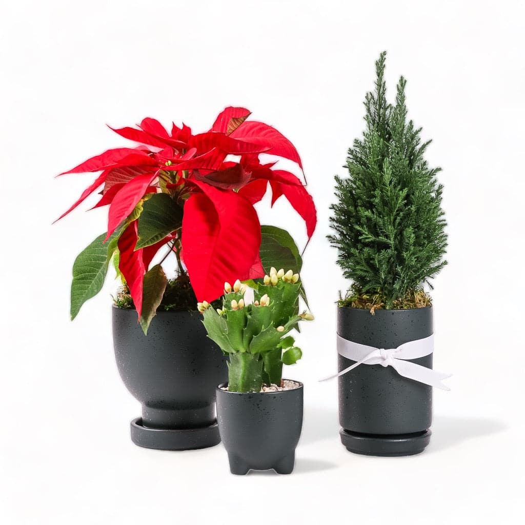Forest Green Yuletide Plant Junkie Ensemble from Green Fresh Florals + Plants