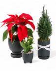 Forest Green Yuletide Plant Junkie Ensemble from Green Fresh Florals + Plants