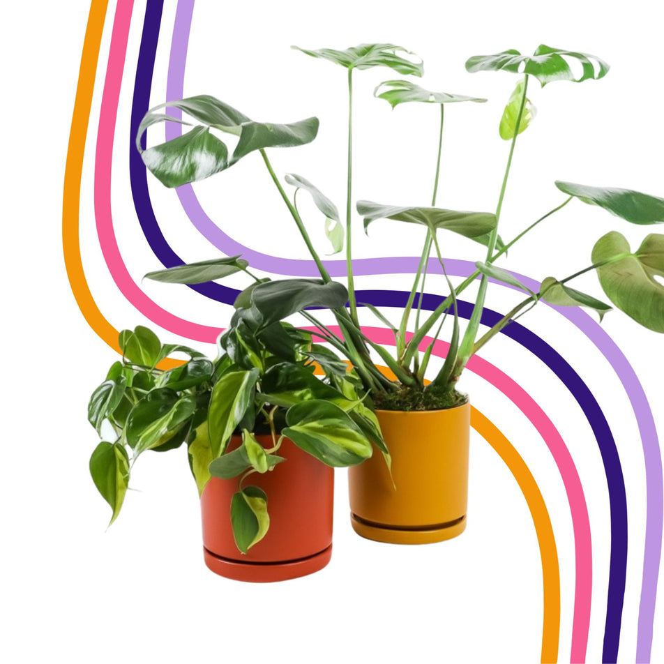 Green Fresh Florals + Plants San Diego's Finest SameDay Delivery