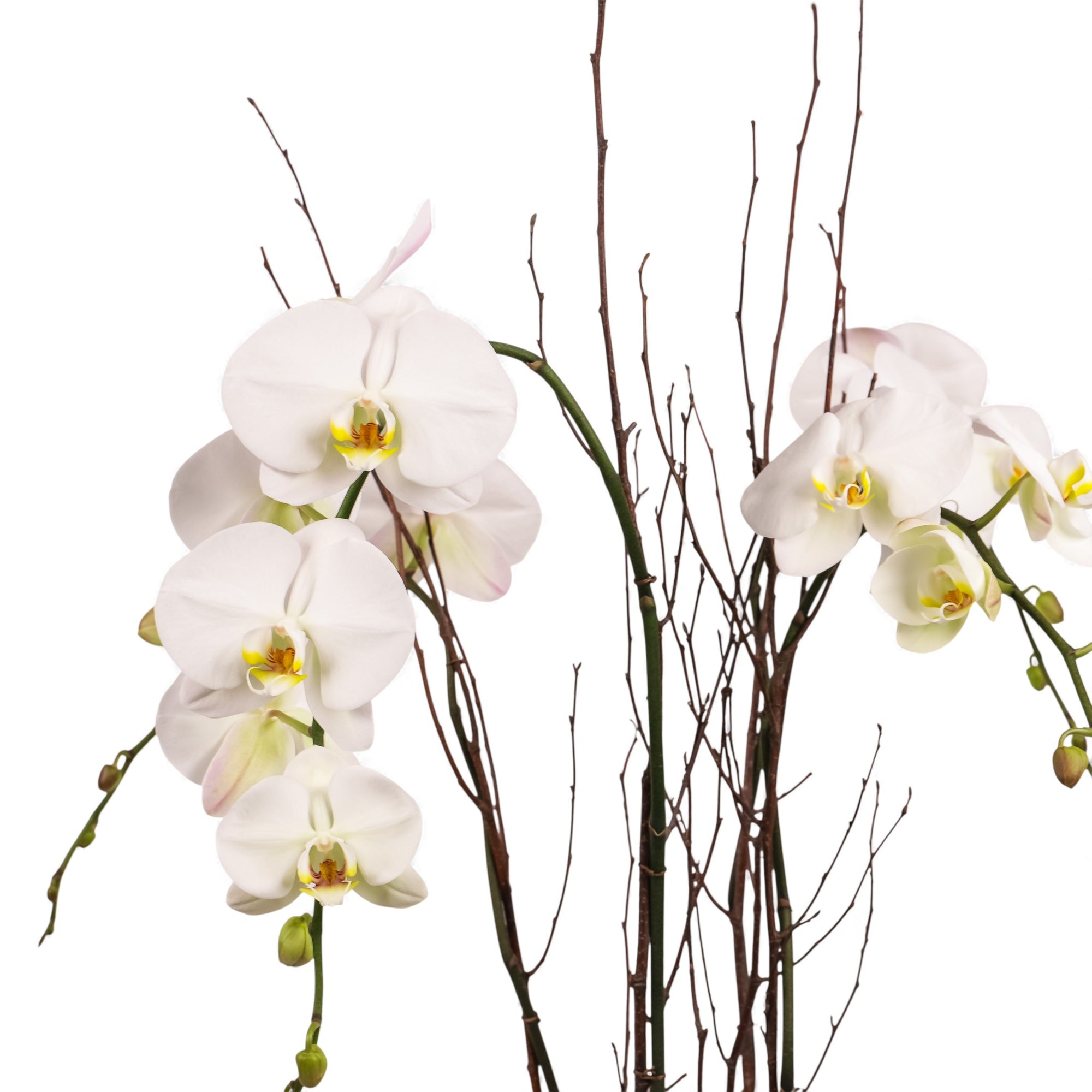 Holiday Elegance Orchid Pairing from Green Fresh Florals + Plants