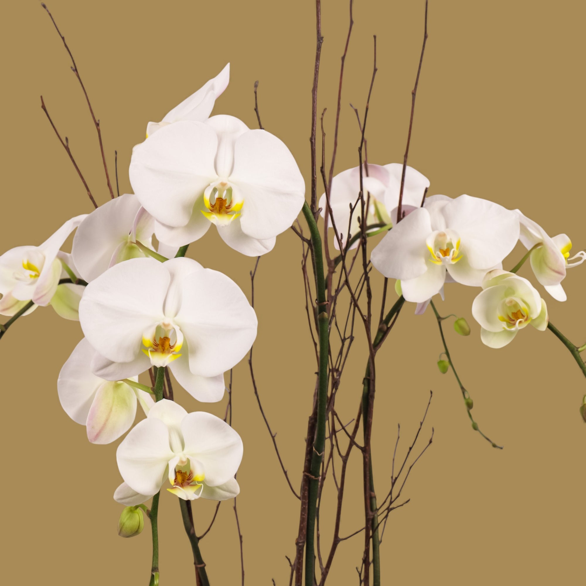 Gold Holiday Elegance Orchid Pairing from Green Fresh Florals + Plants