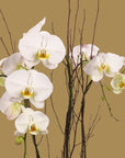Gold Holiday Elegance Orchid Pairing from Green Fresh Florals + Plants