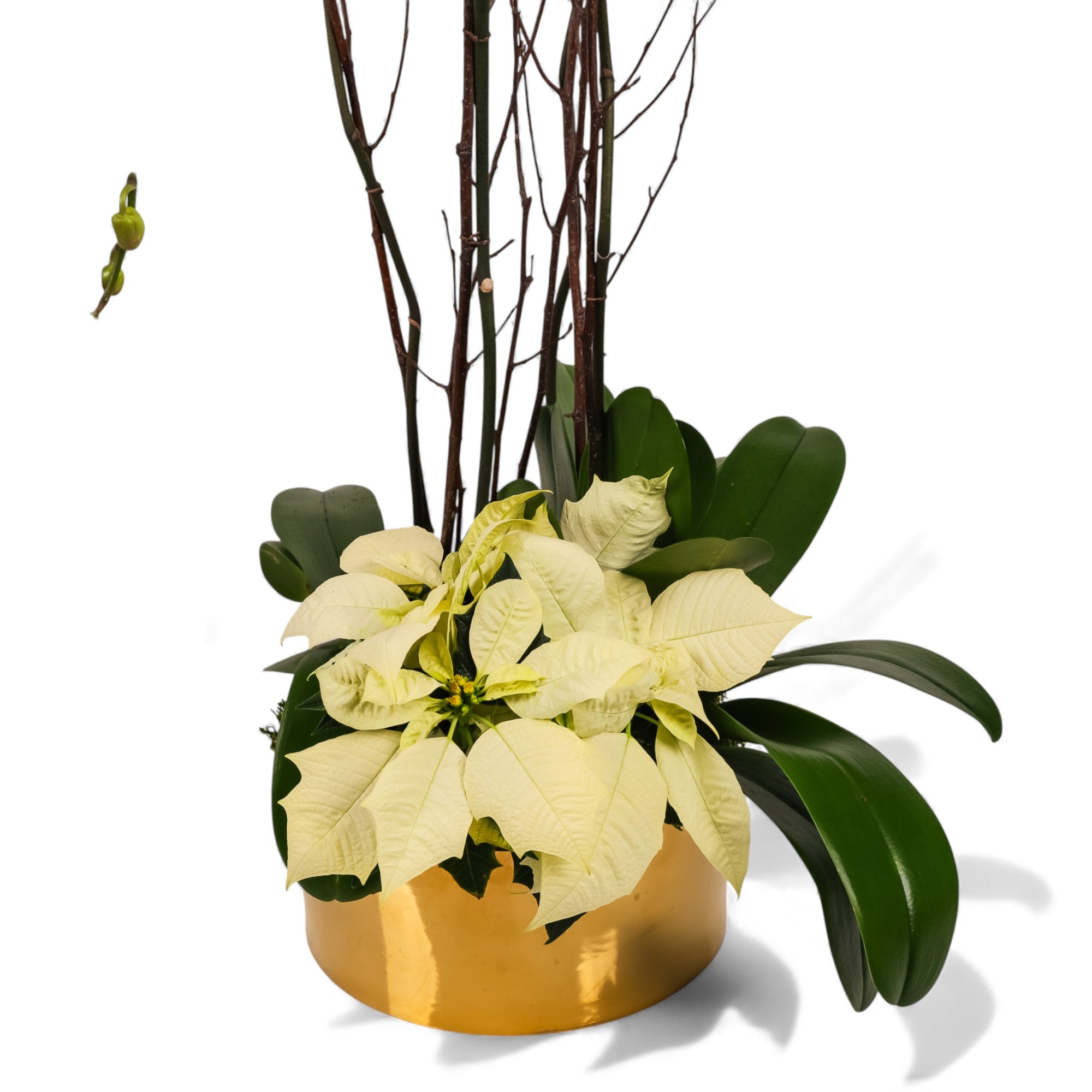 Gold Holiday Elegance Orchid Pairing from Green Fresh Florals + Plants