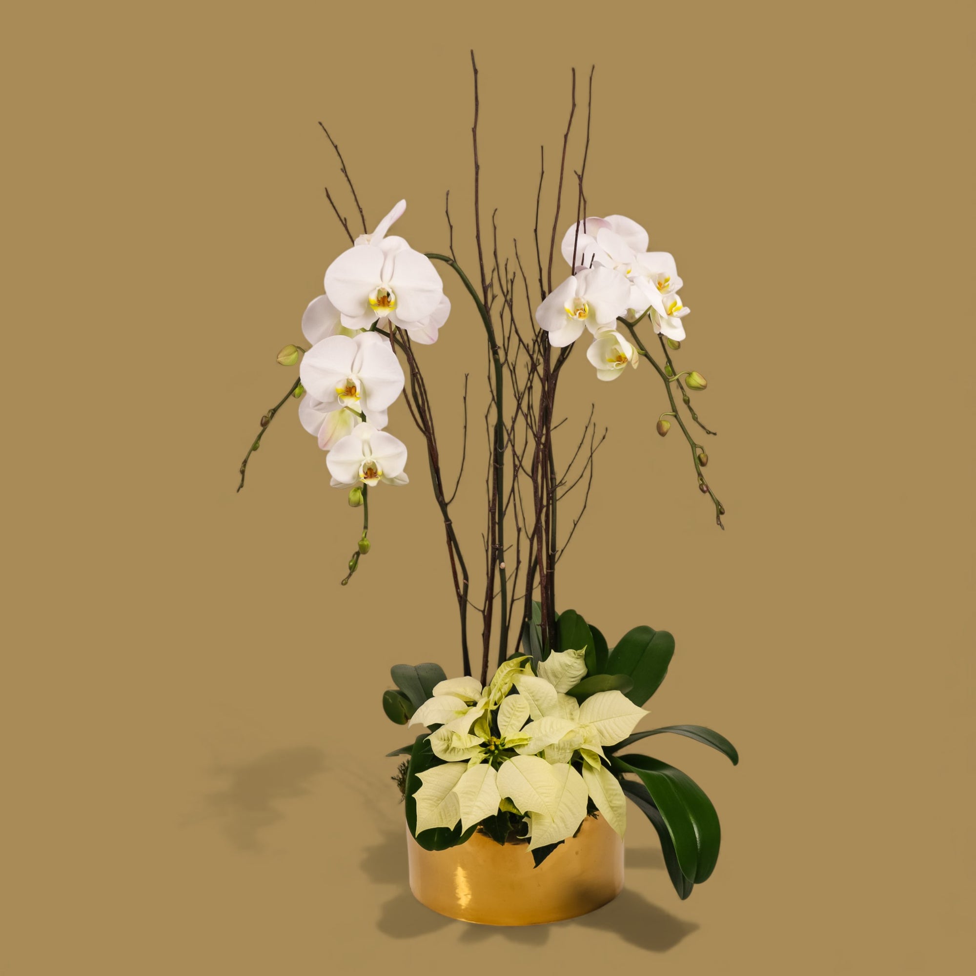 Gold Holiday Elegance Orchid Pairing from Green Fresh Florals + Plants
