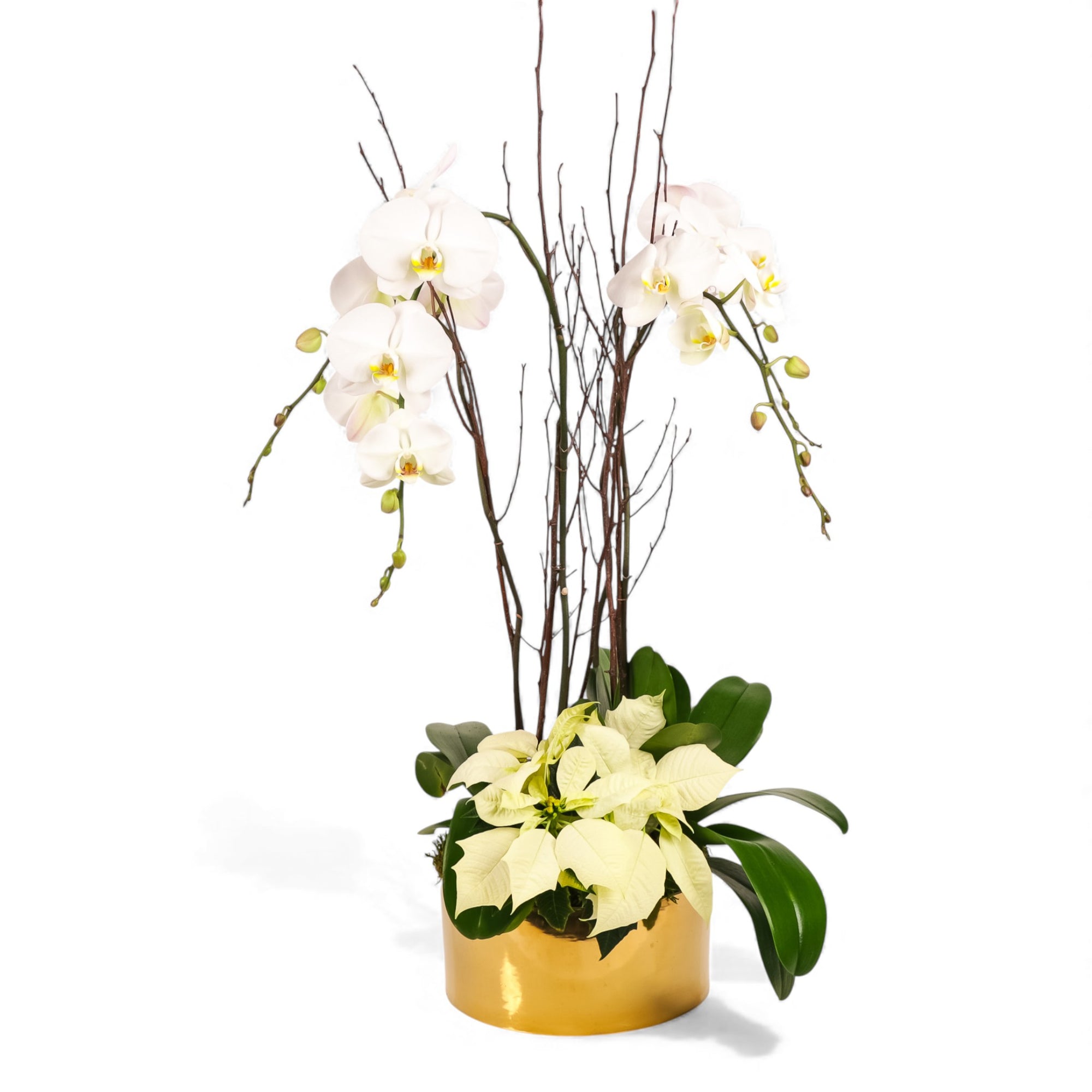 Gold Holiday Elegance Orchid Pairing from Green Fresh Florals + Plants