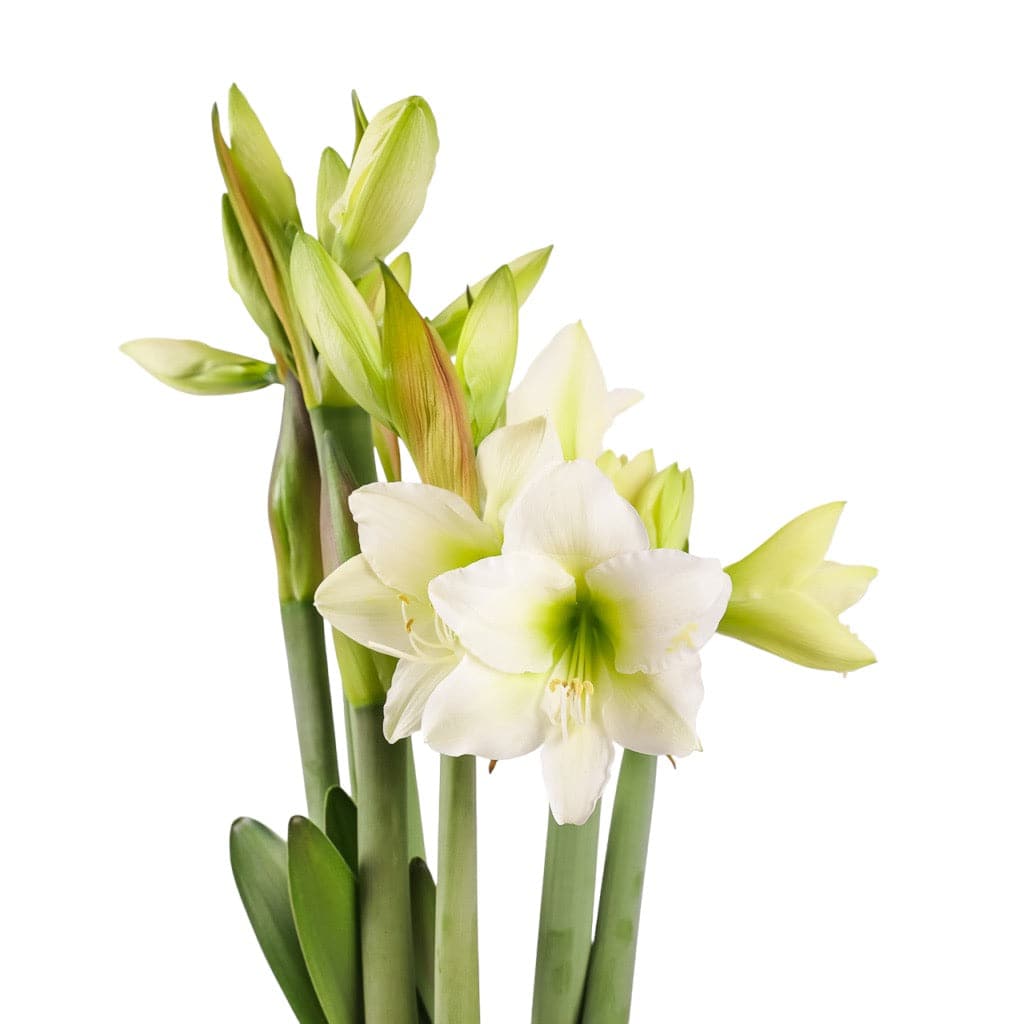 Golden Amaryllis Planting from Green Fresh Florals + Plants