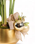 Golden Amaryllis Planting from Green Fresh Florals + Plants