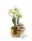 Golden Amaryllis Planting from Green Fresh Florals + Plants3
