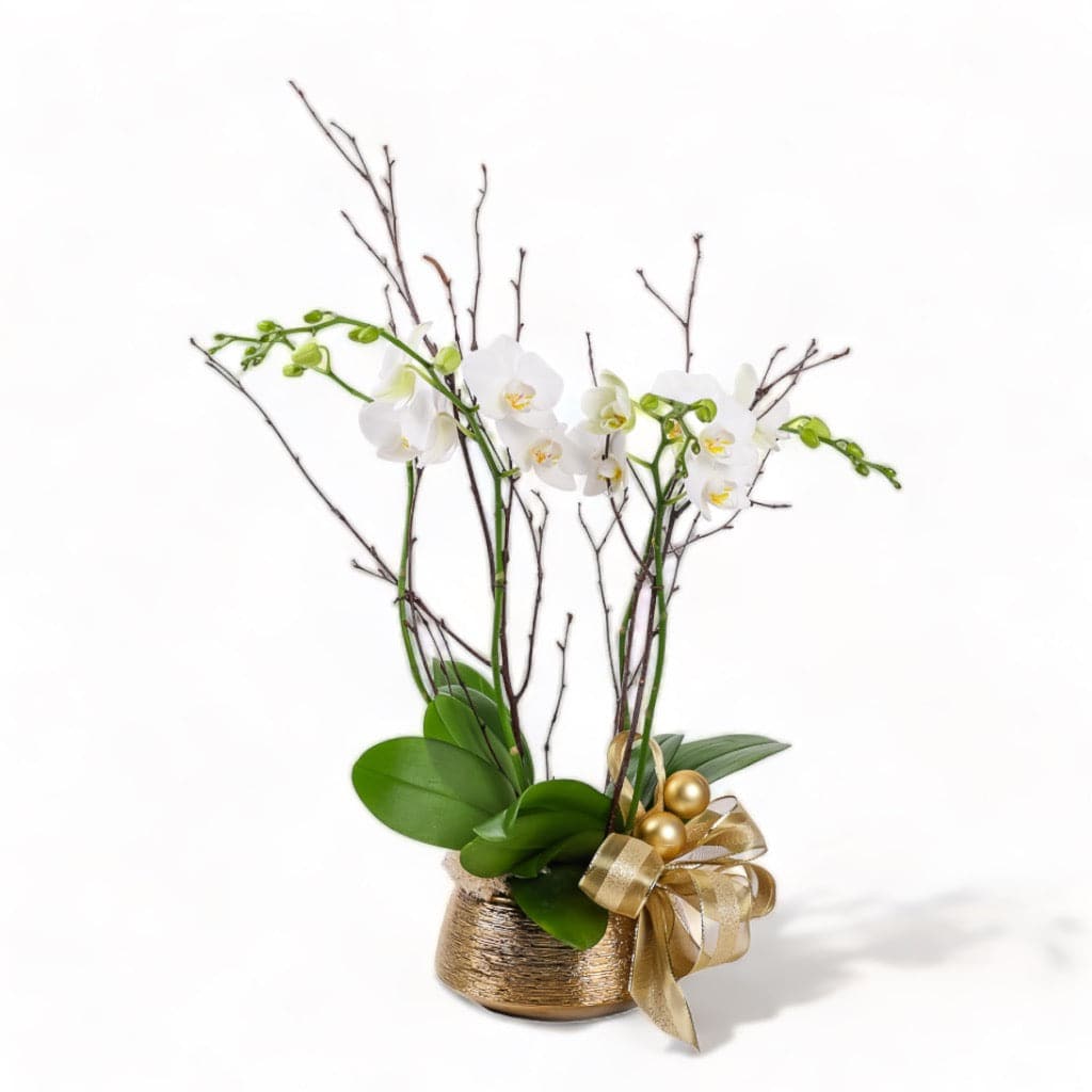 Golden Mini Orchid Planting from Green Fresh Florals + Plants