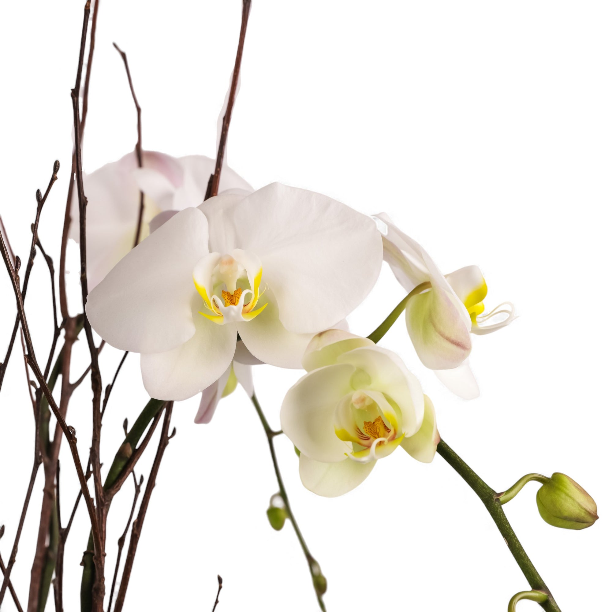 Holiday Elegance Orchid Pairing from Green Fresh Florals + Plants