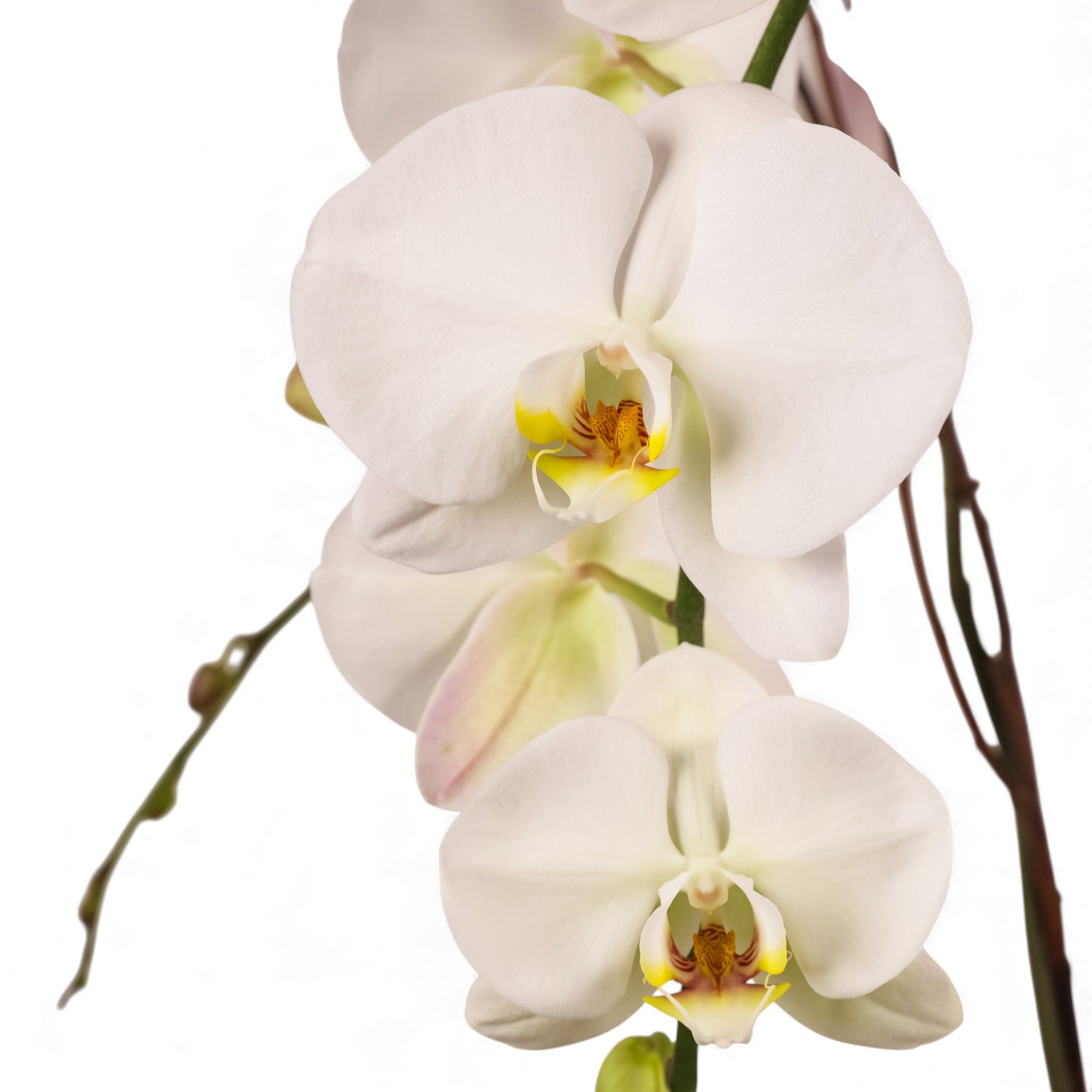 Holiday Elegance Orchid Pairing from Green Fresh Florals + Plants