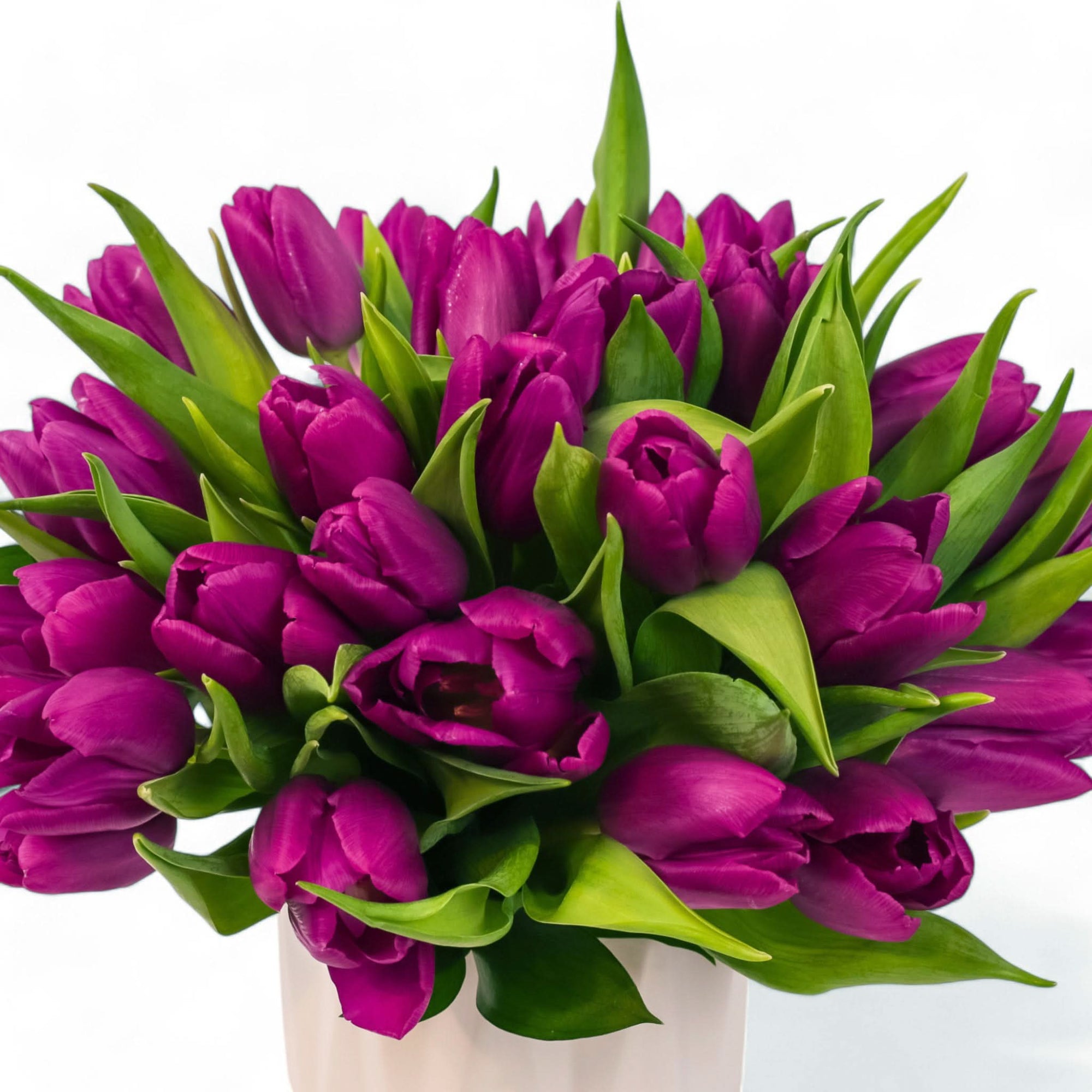 Modern Tulips