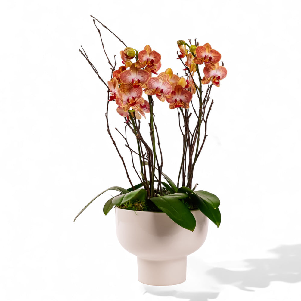 Modernist Orange Mini Orchid Planting from Green Fresh Florals + Plants