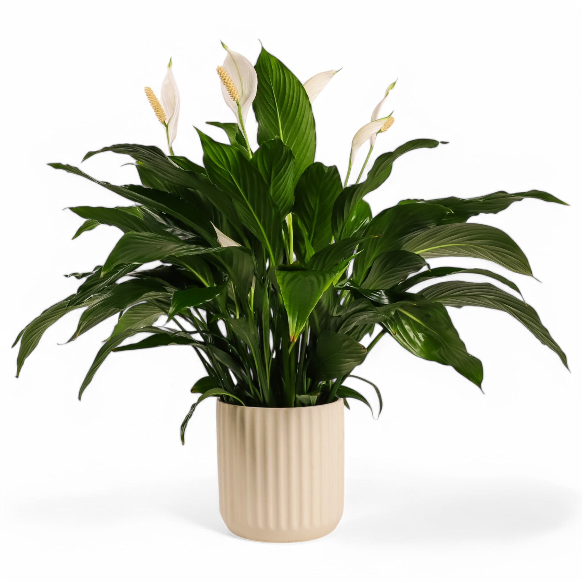 Peace Lily Planting from Green Fresh Florals + Plants