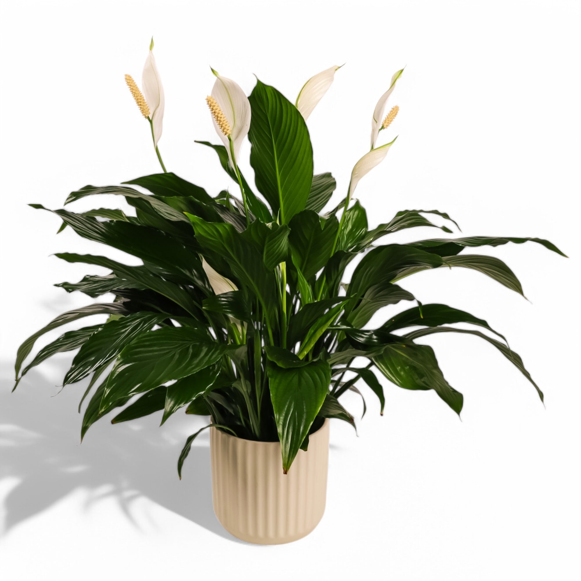 Peace Lily Planting from Green Fresh Florals + Plants